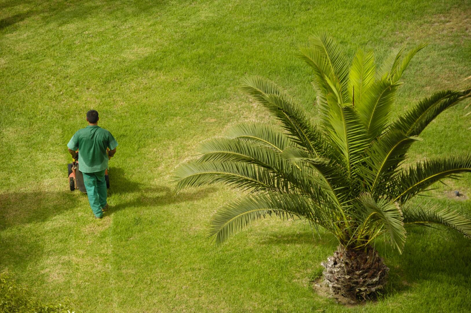 Williams Tree Maintenance