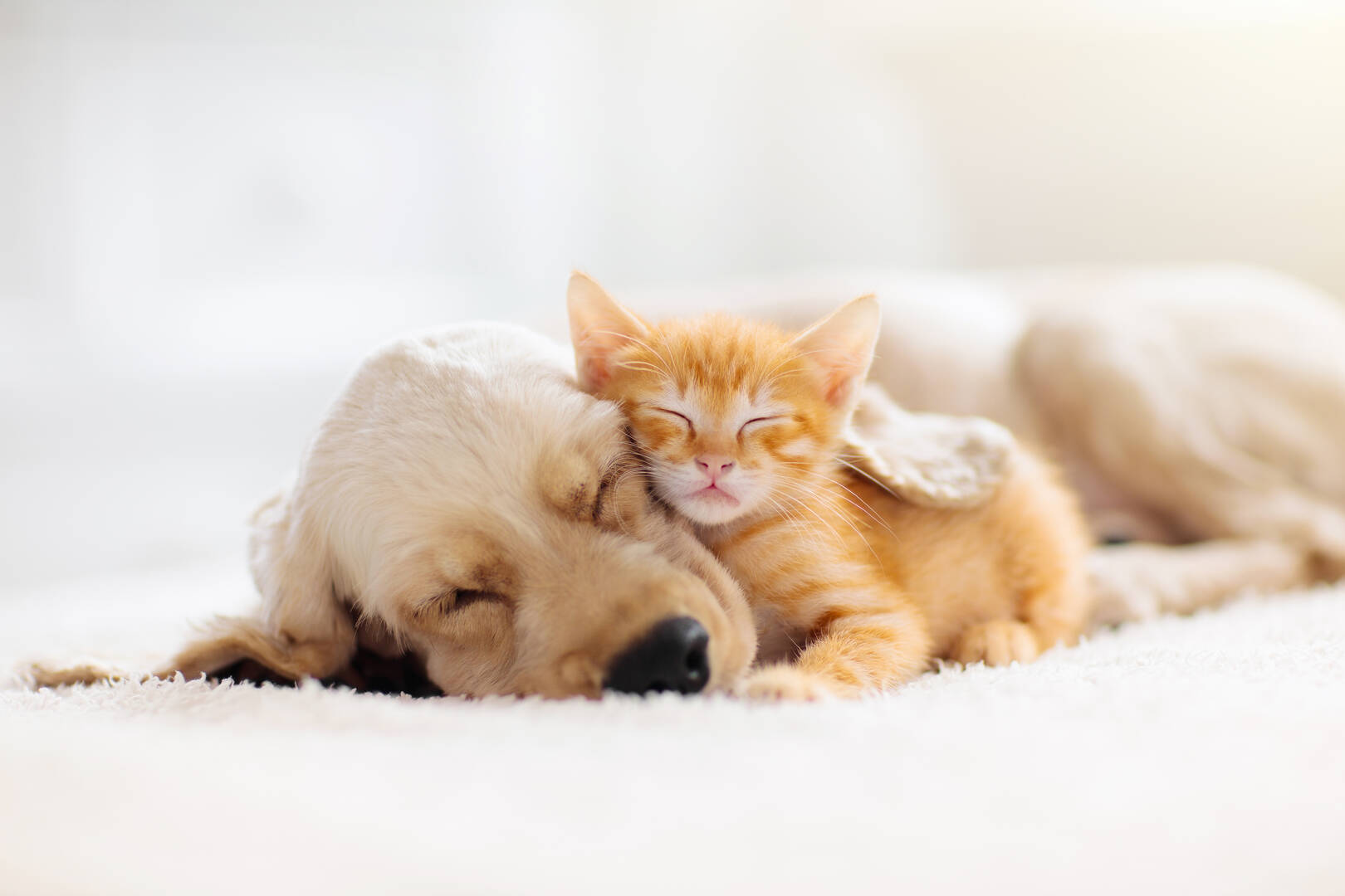 Melton Veterinary Clinic