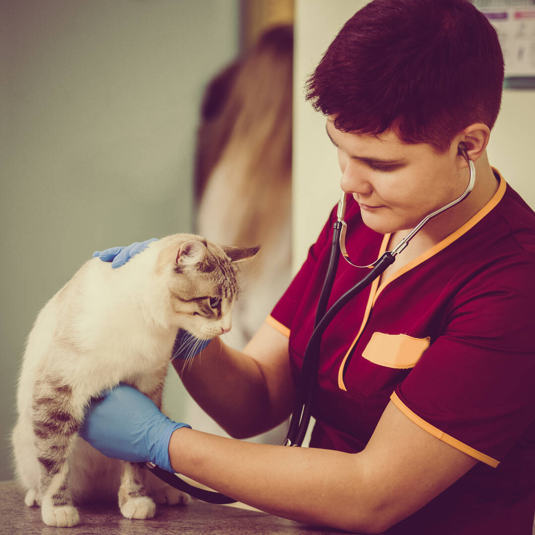 Indian Creek Veterinary Hospital