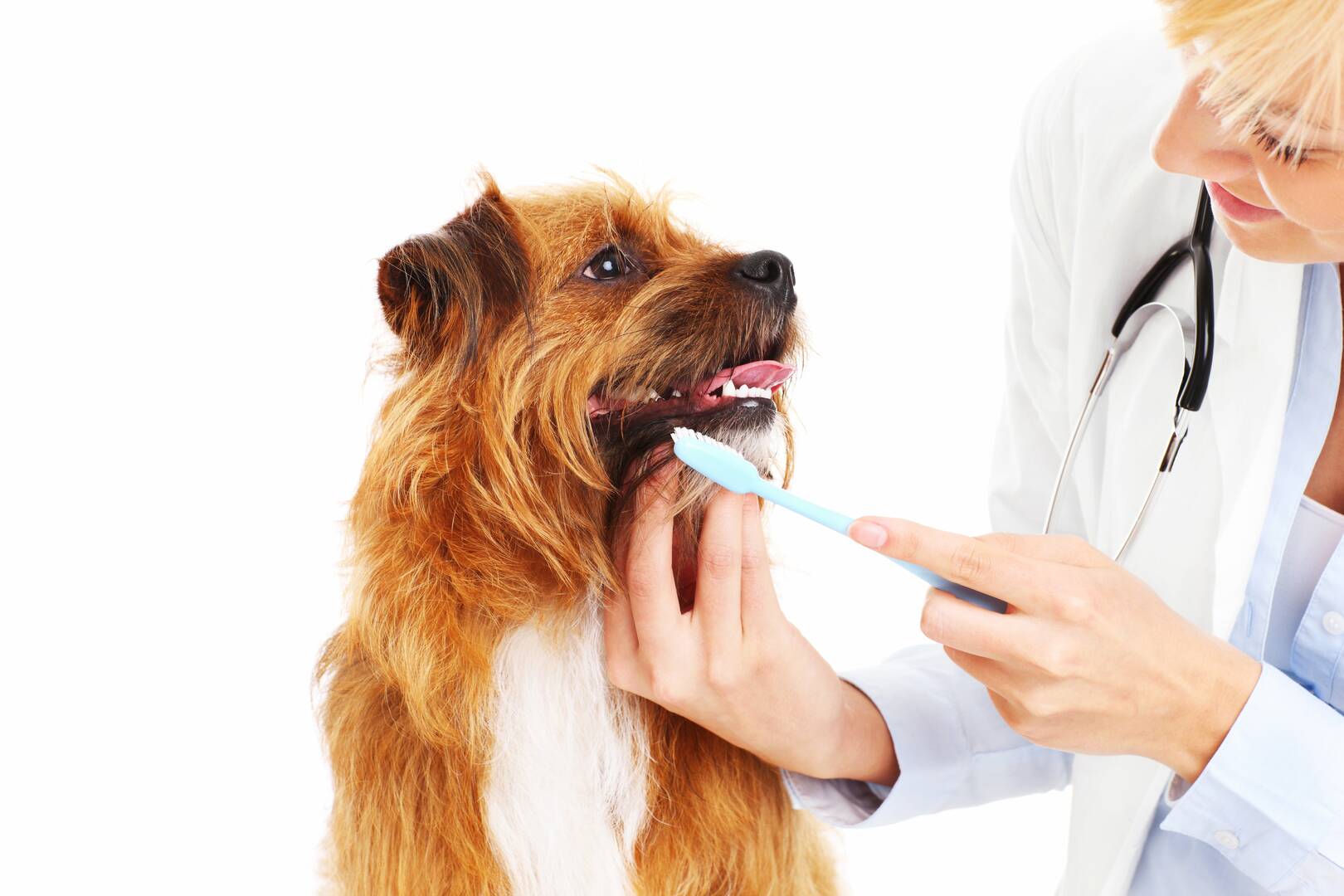 Great Southern Animal Hospital
