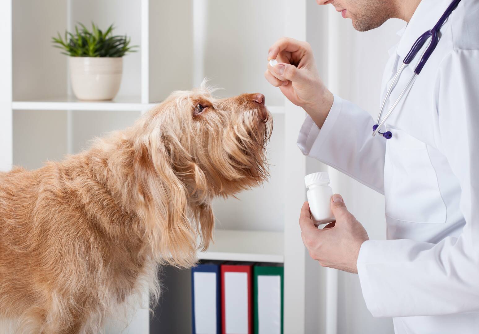 Angel Pet Hospital